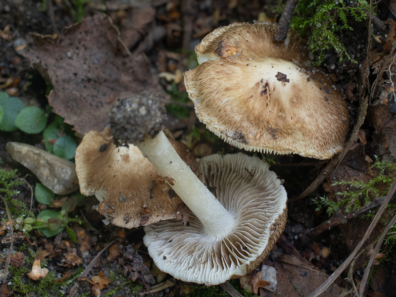 Inocybe alluvionis Inocybe alluvionis